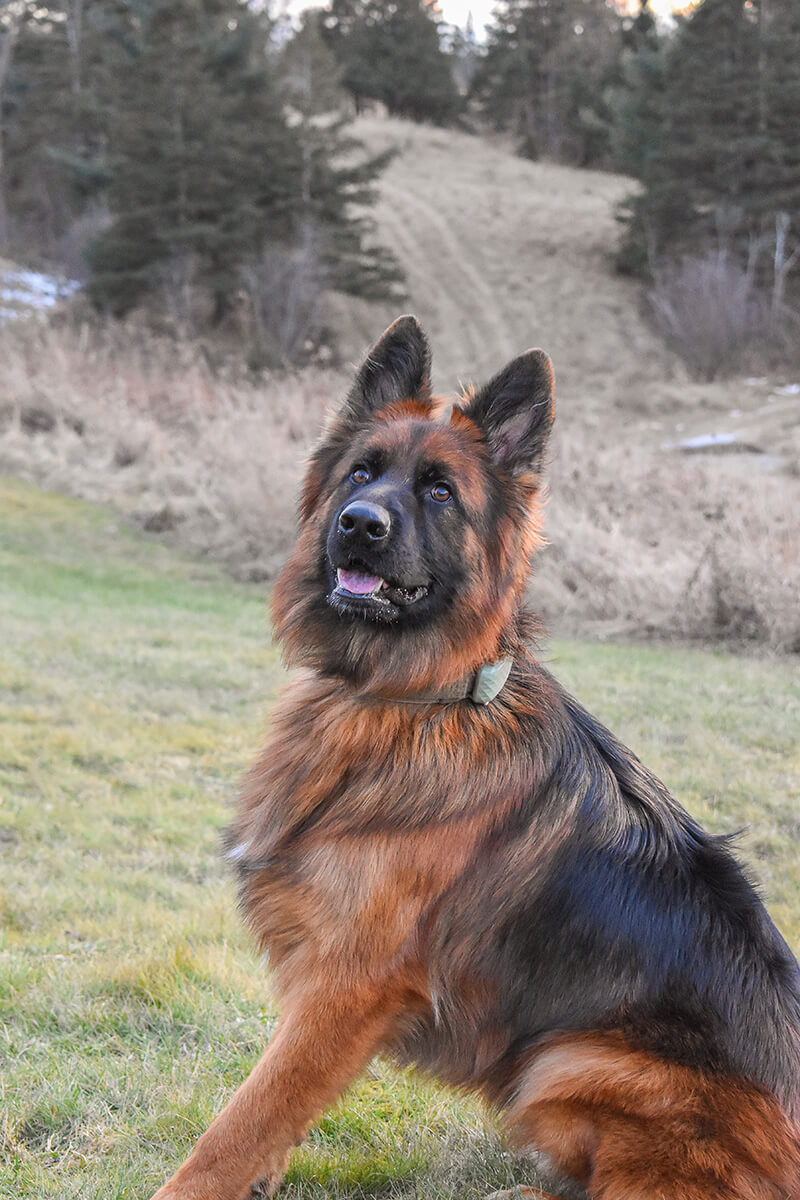 Breakthrough K9 Training